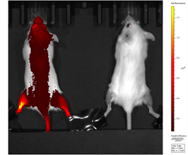 Fluorescence imaging of healthy mice with (left) and without (right) fluorescent nanoparticles injection. Image courtesy: Caroline Einen
