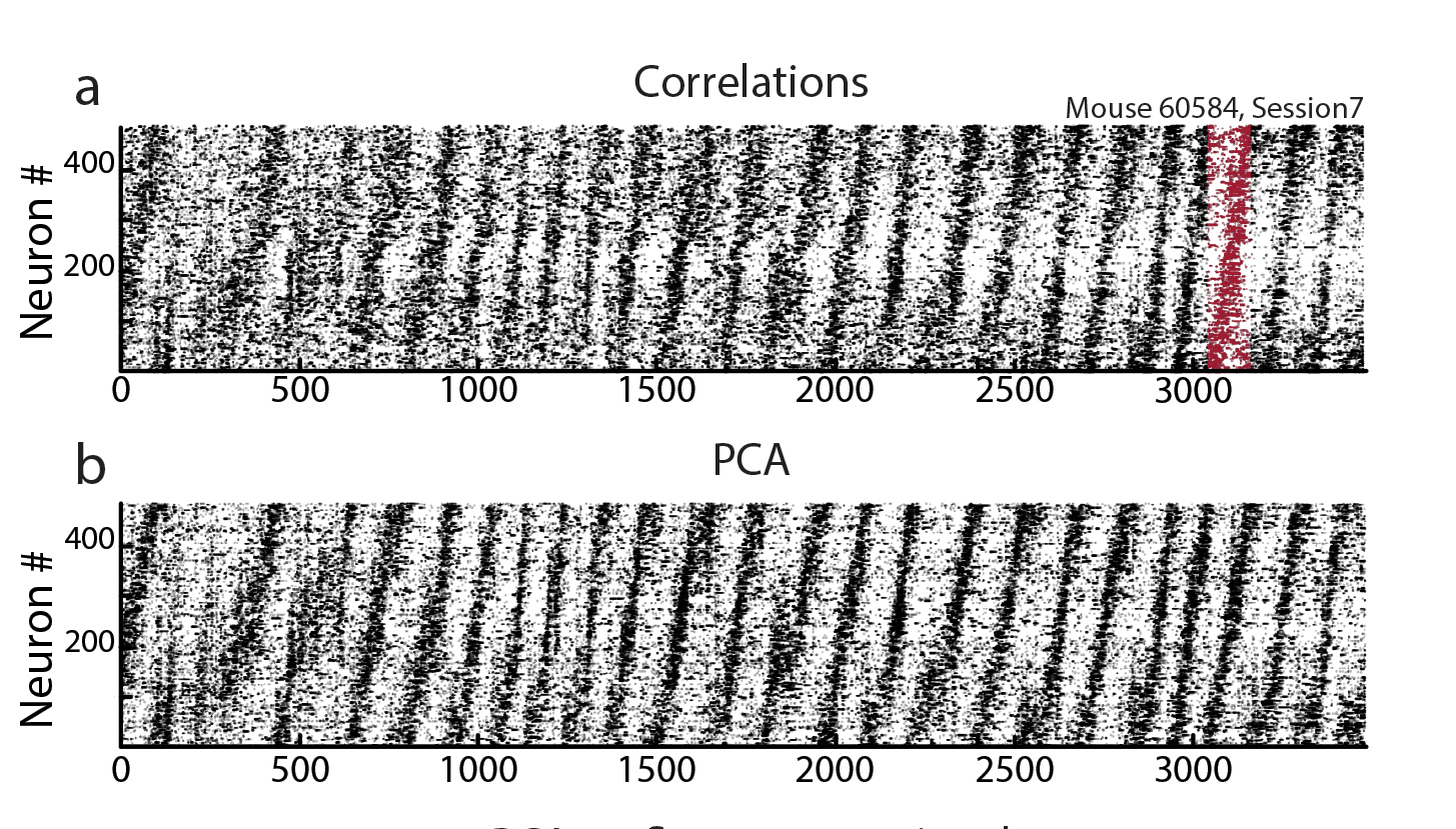 The raster plot shows several hundred mouse entorhinal cortex neurons oscillating at ultra-slow frequencies, spanning time windows ranging from tens of seconds to several minutes. As each cell oscillates, they also organise themselves into sequences in which cell A fires before cell B, cell B fires before cell C, and so on, until they have completed a full loop and return to cell A, where the cycle repeats. Illustration: Kavli Institute for Systems Neuroscience