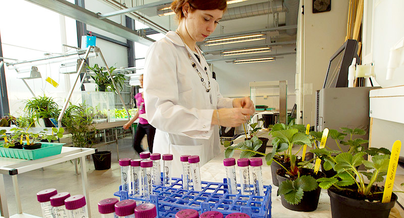 Researcher in the plant lab. Photo