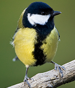 Great tit - Photo: Per Harald Olsen/NTNU
