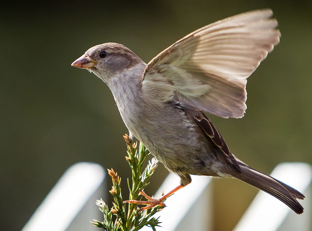 House sparrow flying. Photo