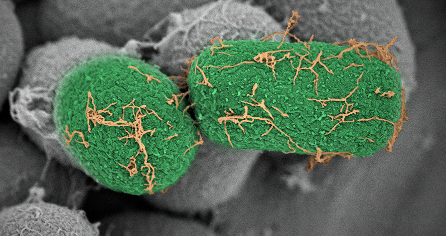 Microbial biotechnology, close up photo of two green microbes. Photo