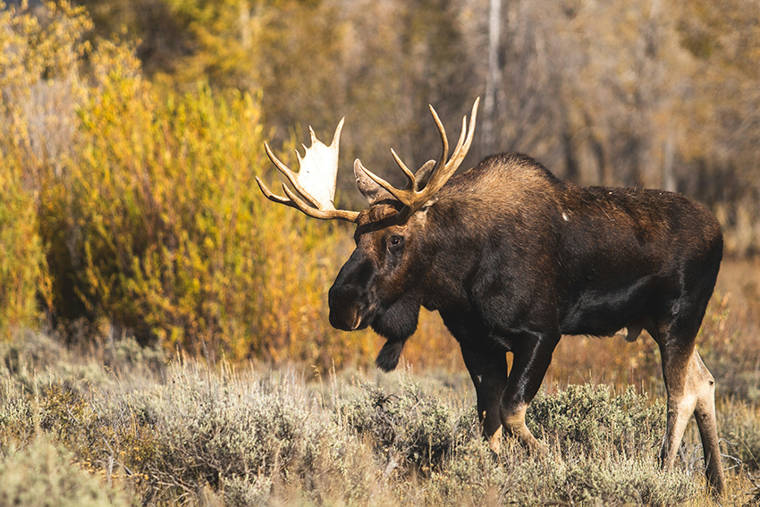 Picture of a moose