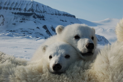 Polar bear cubs