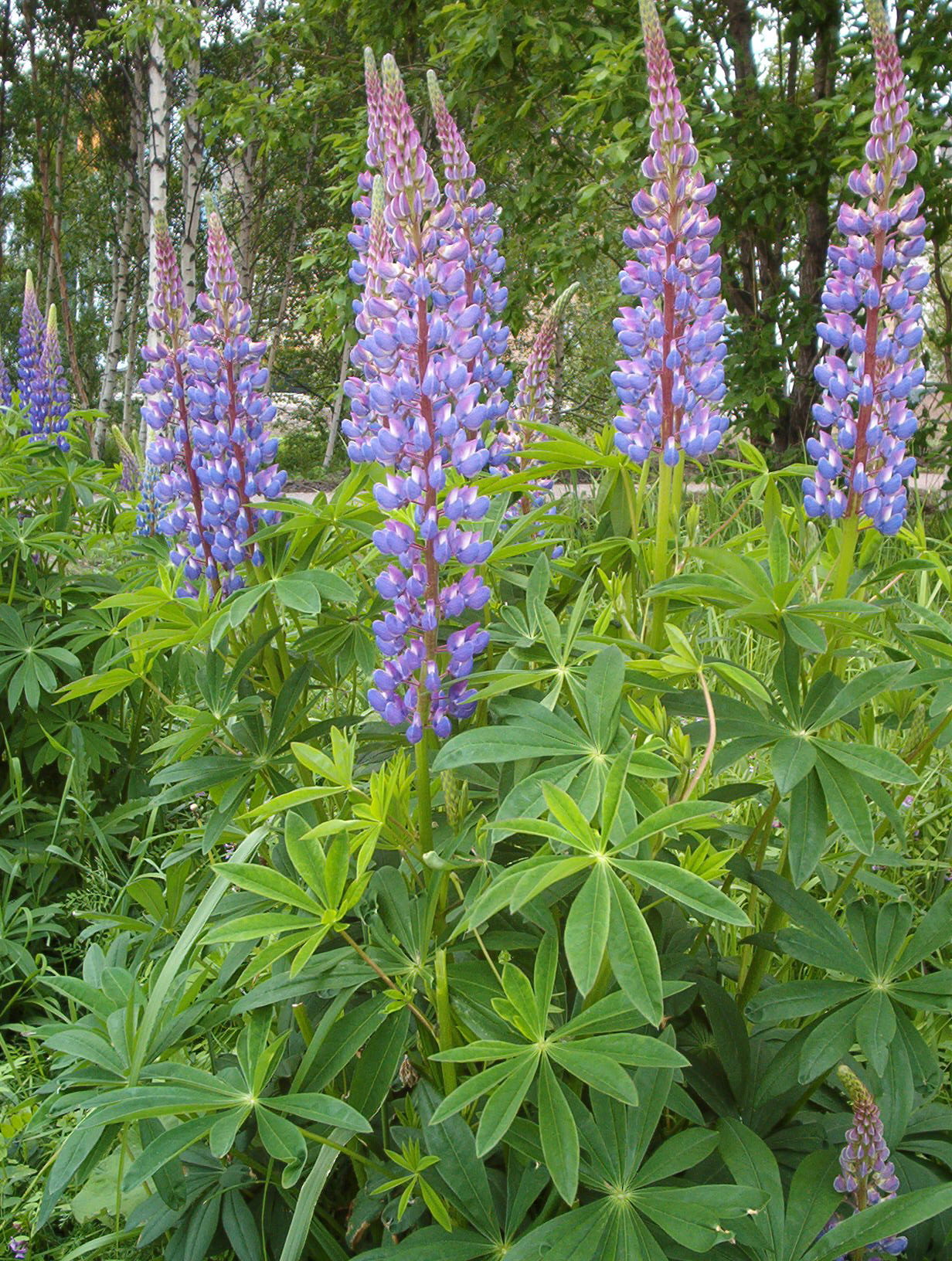 Garden lupine