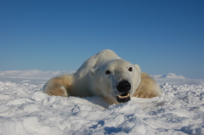 Polar bear in Svalbard. Photo credit: Jenny Bytingvik