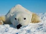Polar bears in Svalbard have high levels of toxic contaminants in their blood. Photo by Jenny Bytingsvik