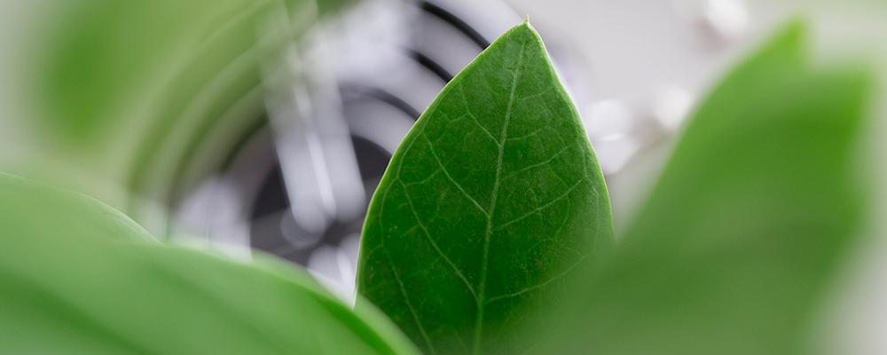 Leaves close up. Link to NTNU Team Carbon Capture, utilisation and Storage webpage. Photo: Geir Mogen