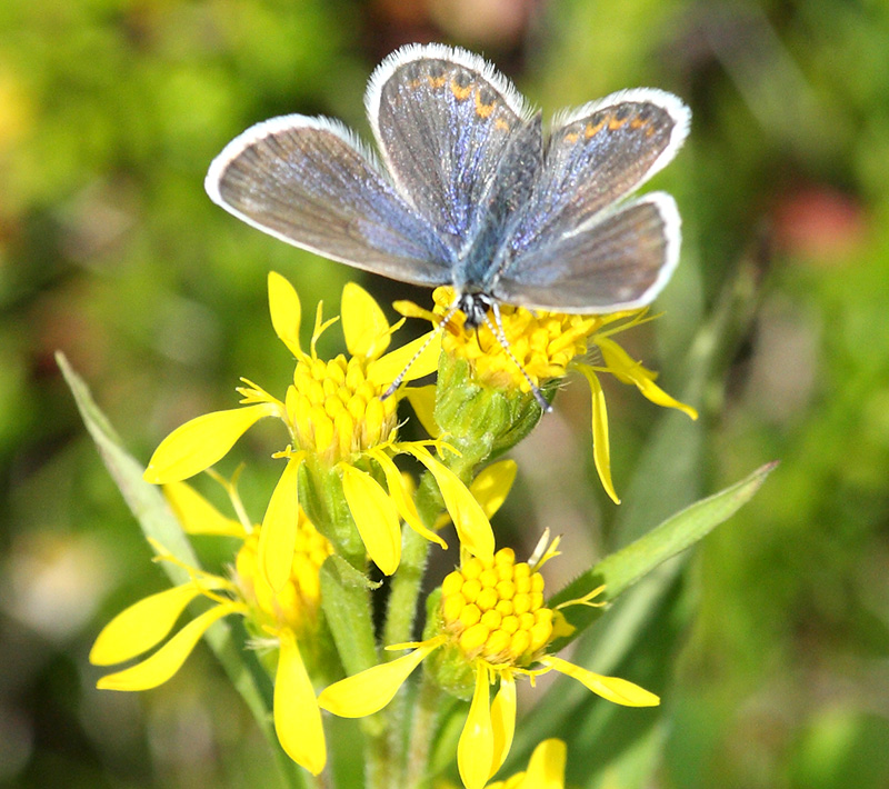 Butterfly on a flower. Photo