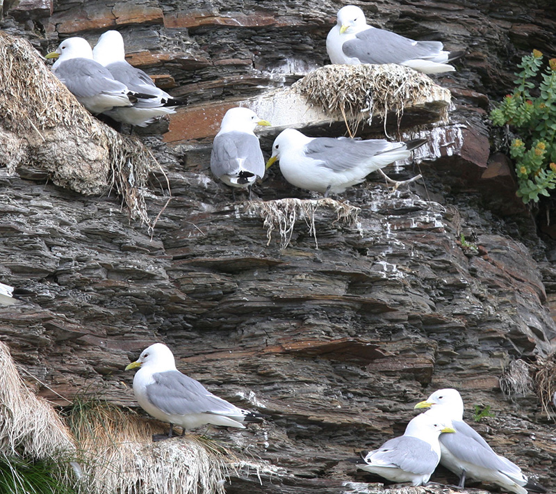 Seagulls on a cliff. Photo