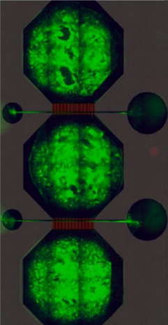 A neural network in a microfluidic chip. Photo: NTNU