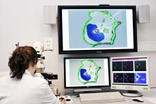 Cellular and Molecular Imaging 