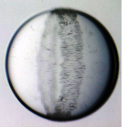 E-field induced ring formation of clay particles on an oildroplet. Photo: Alexander Mikkelsen, Knut Kjerstad, Jon Otto Fossum