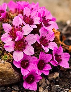 Twinleaf saxifrage  (Saxifraga oppositifolia) Norwegian: Rødsildre. Photo by Per Harald Olsen