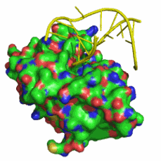 UNG2 protein bound to DNA