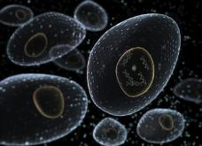 Cells