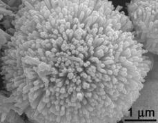 Nanorods of PbTiO3. Photo: Guoxhong Wang.