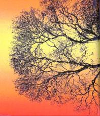 Fractal tree. Photo: J.O. Fossum