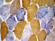 Histology UTF-8COX SDH blue_fibre