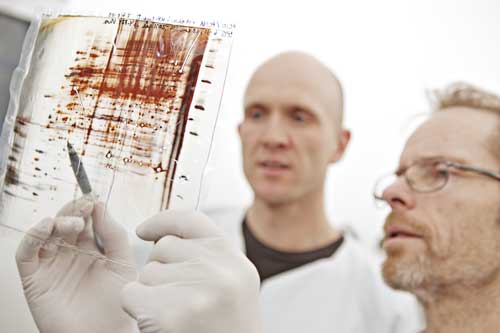 Lars Hagen and Geir Slupphaug anayzing a 2D gel.