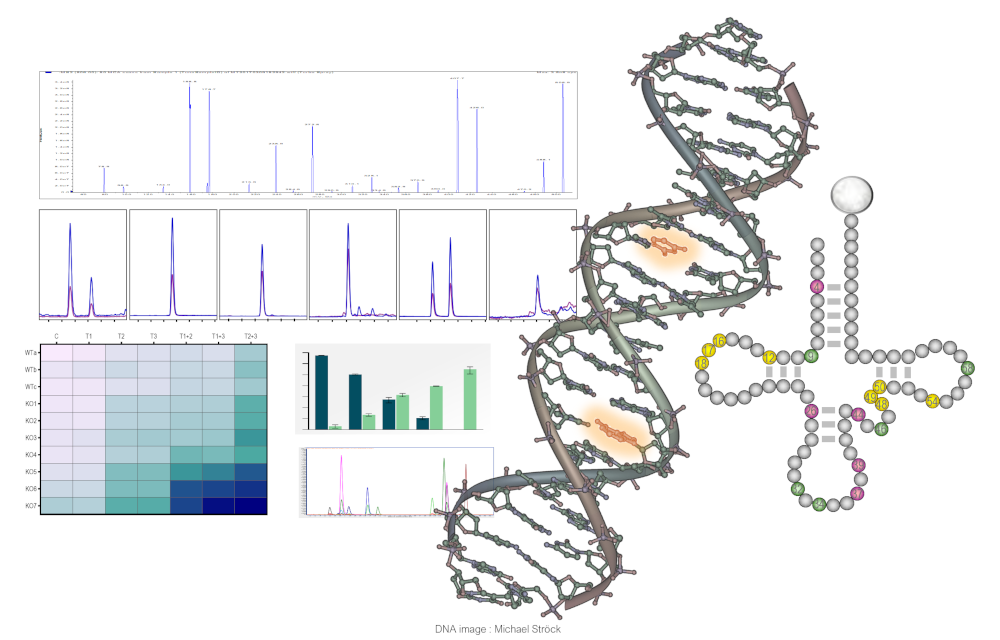 Composite image illustrating RNA and DNA modomics analyses, featuring nucleic acid structures alongside LC-MS/MS spectra, chromatograms, quantitative plots, and heat maps used to identify and quantify nucleic acid modifications.