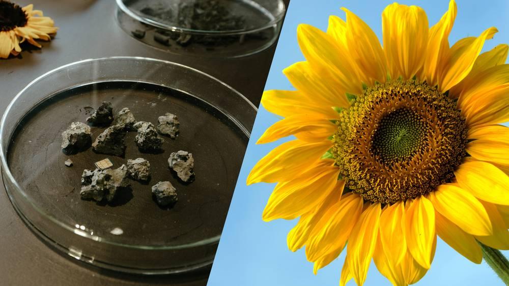 Metals and Sunflowers. Photo