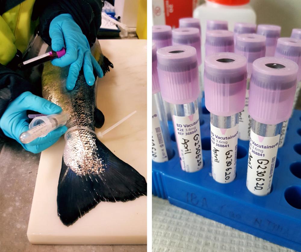 Two photos, one of taking a blood sample from a salmon and one photo of blood samples. Photo