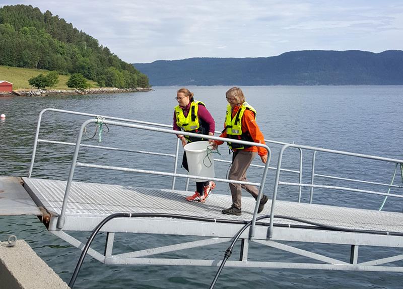 Two researchers carrying a bucket with salmon specimen from a salmon farm. Photo
