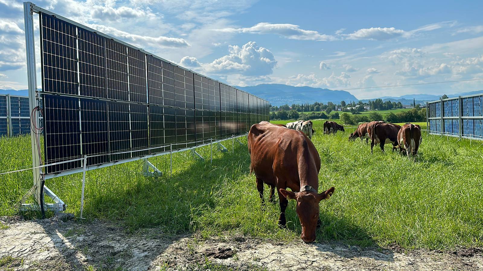 Cows stand in the middle of a field with solar cell panels to each side. Photo