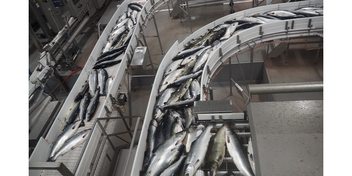 Sea-based salmon production