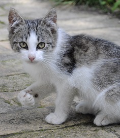 Utenfor huset sitter en søt katt.