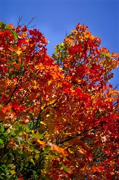 Det er en nydelig høstdag.