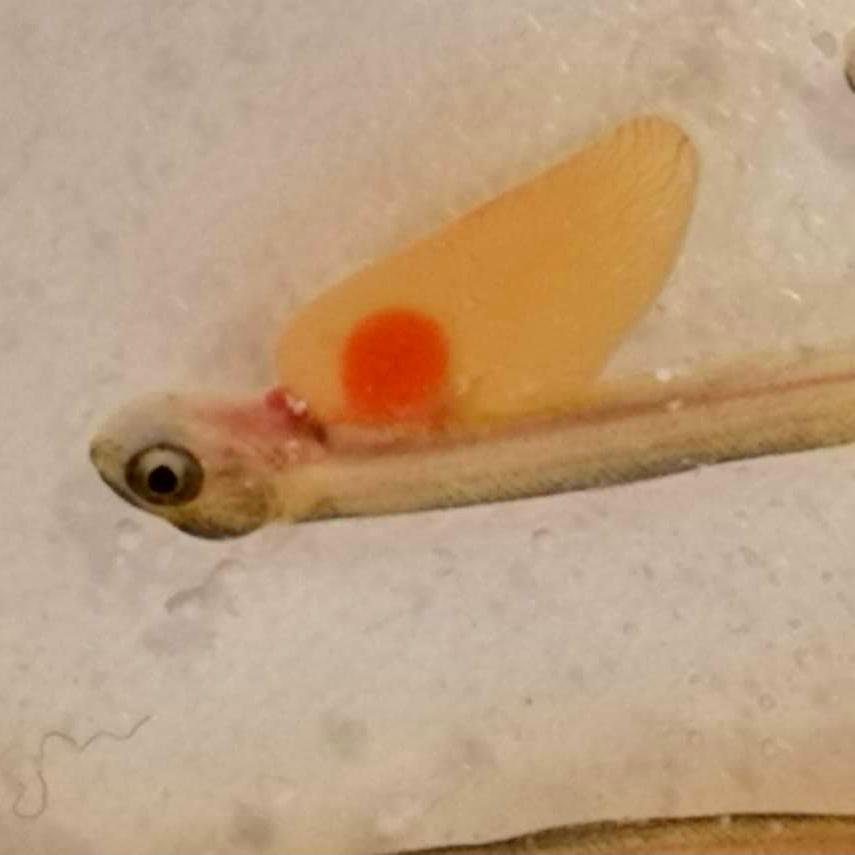 A newly hatched salmon. Photo