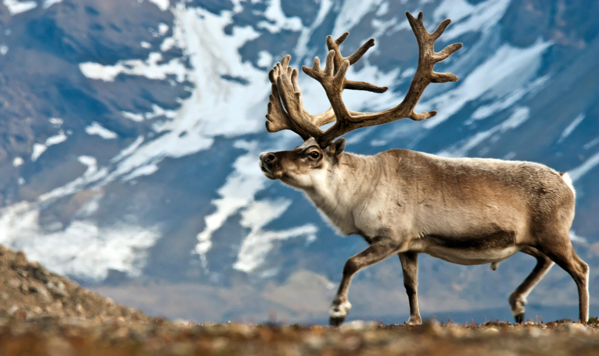 A reindeer 