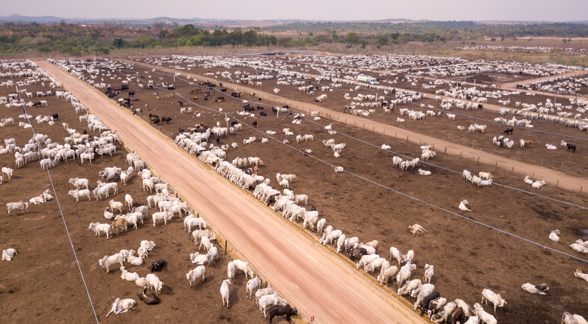 A cattle feedlot in a previously forested area in Para, Brazil