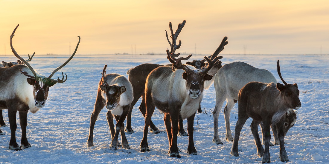 A group of reindeer
