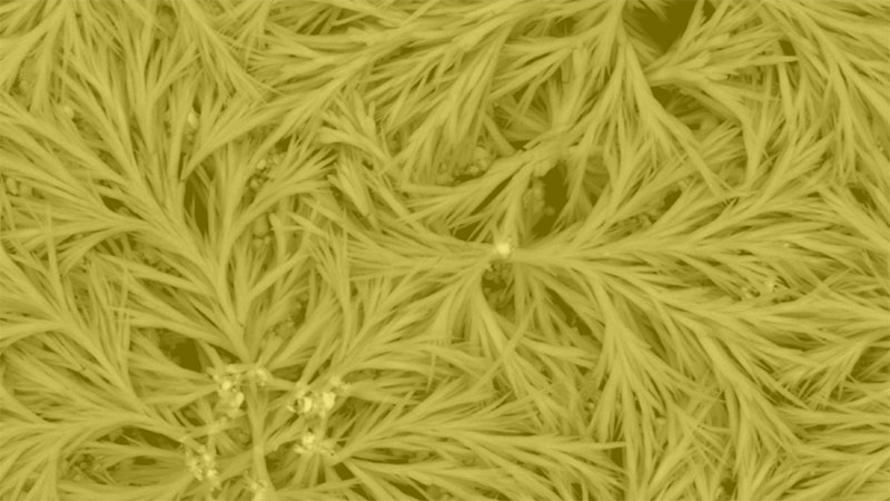 microscope picture of surface coating