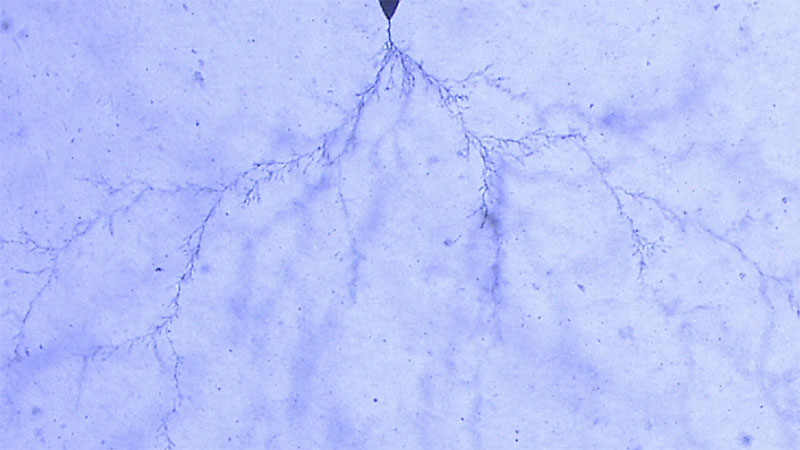 water tree growth in insulating material