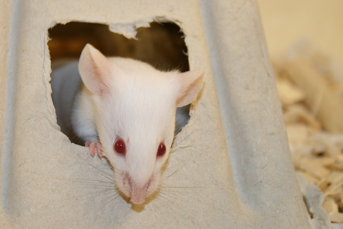 Mouse peeking out of a hole in a cardboard box