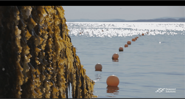 Seaweed farm by Seaweed Solutions