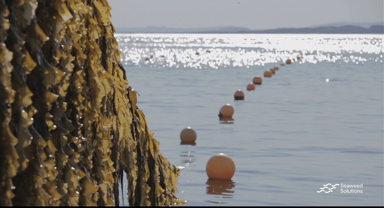 Seaweed solutions micro algae plantation in the sea