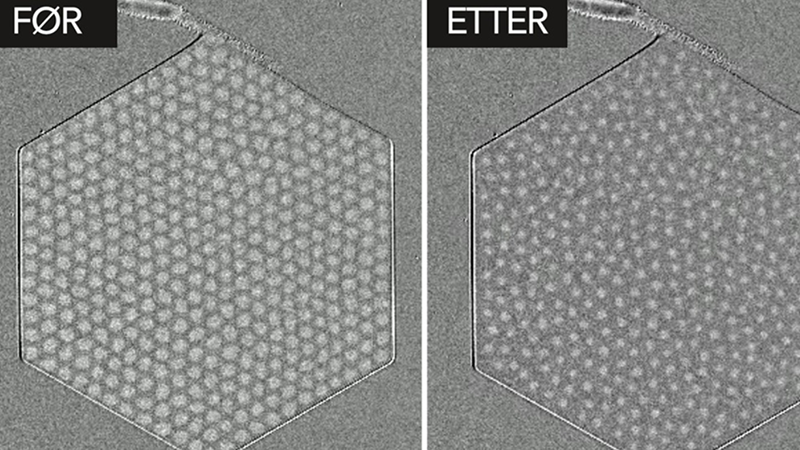 Two images taken from a microscope