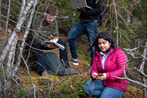 Three students sits in forrest studying moss. Photo. 