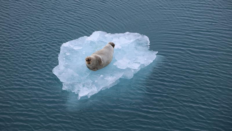 A seal on floating ice island in the ocean