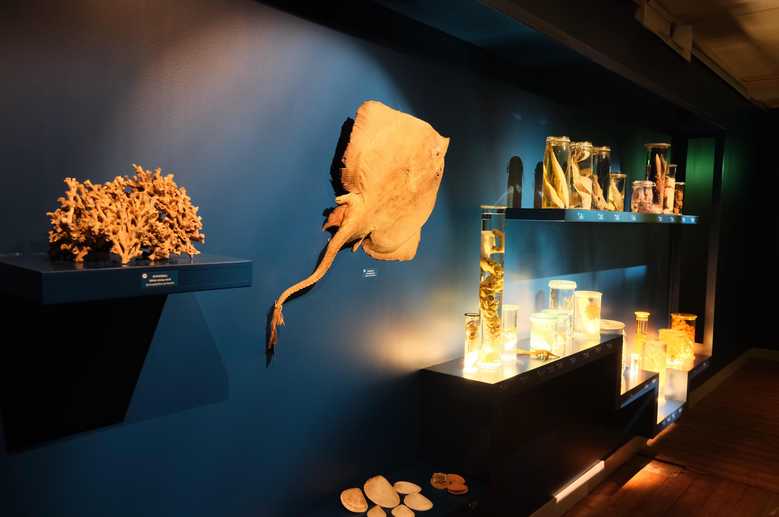 Specimens in the exhibition