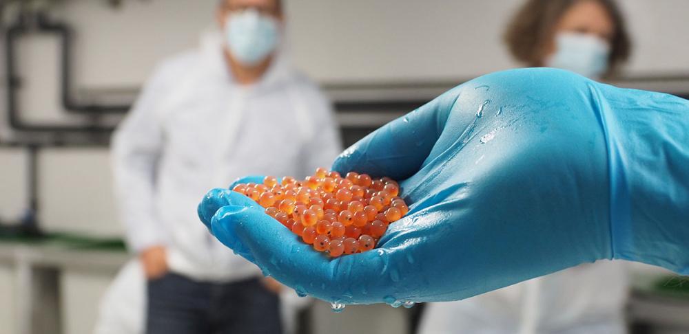 Fresh and orange salmon roe in the a hand of a researcher. Photo