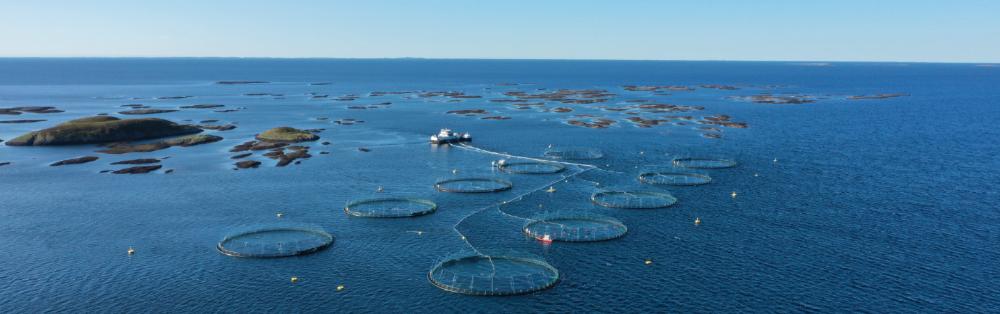 marine aquaculture