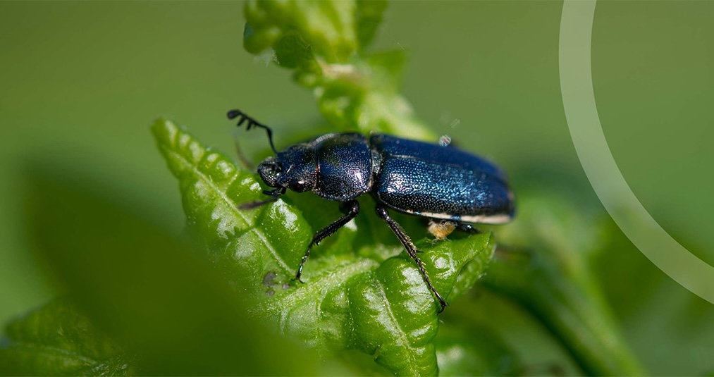 beetle on a leaf