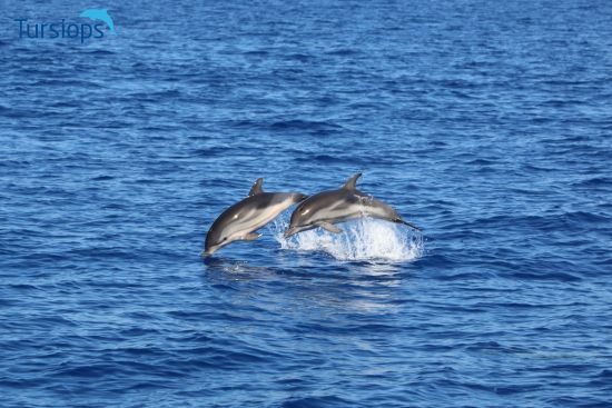 Two whales in bright blue water