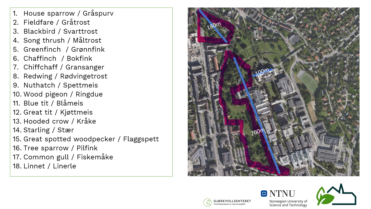 PARK LOVERS: The 18 bird species were recorded along the transect from Elgeseterparken to the west side Høgskoleparken, where the bird boxes, meadows and insect hotels are concentrated.